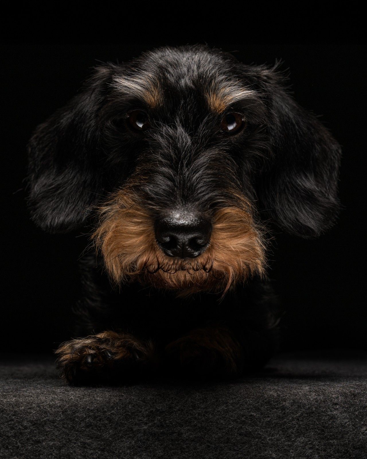 Rauhaardackel – Studioportrait auf schwarzem Hintergrund, frontal, Low-Key