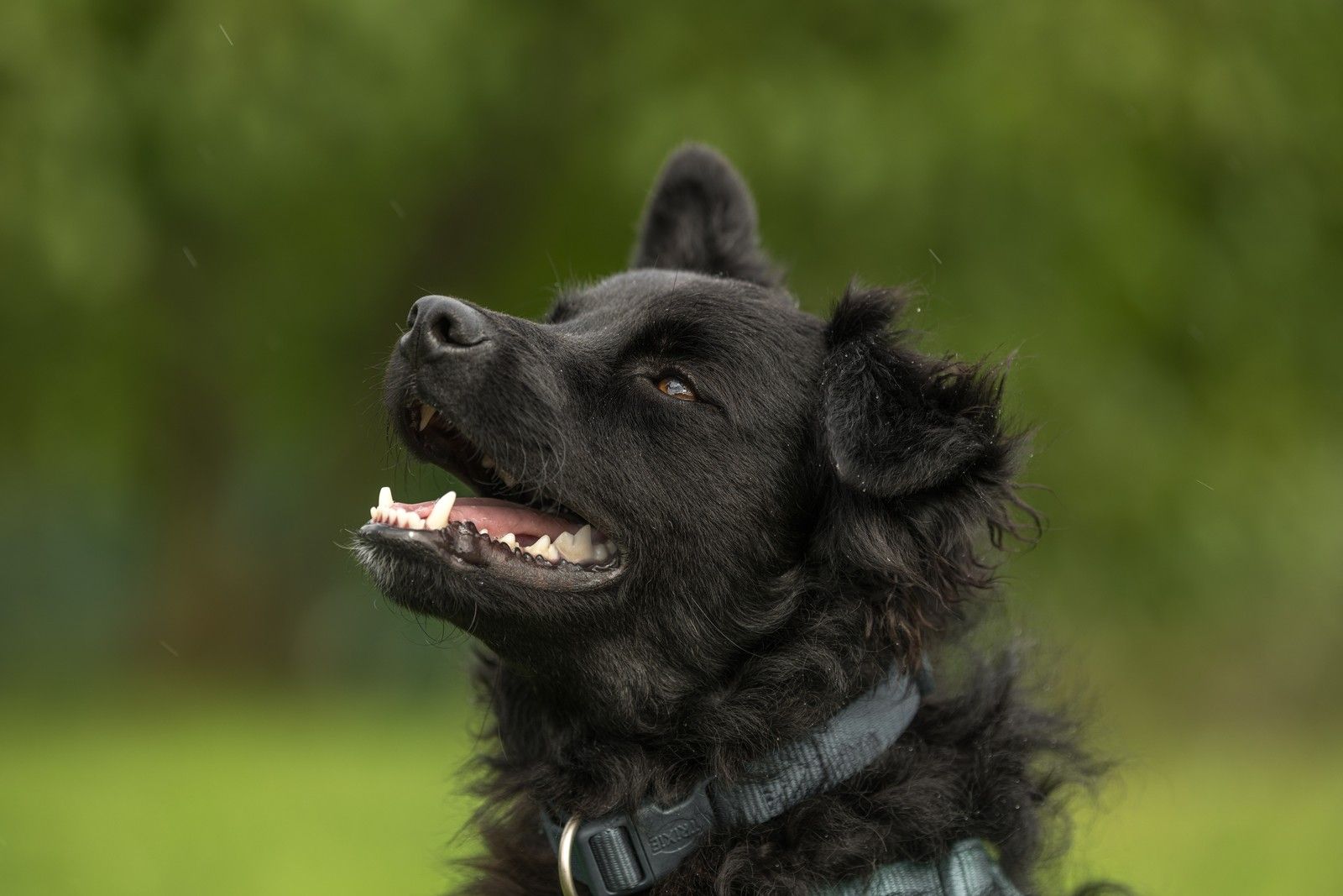 Mischling – Schwarzer Hund im Halbprofil, Blick nach oben, grüner Hintergrund