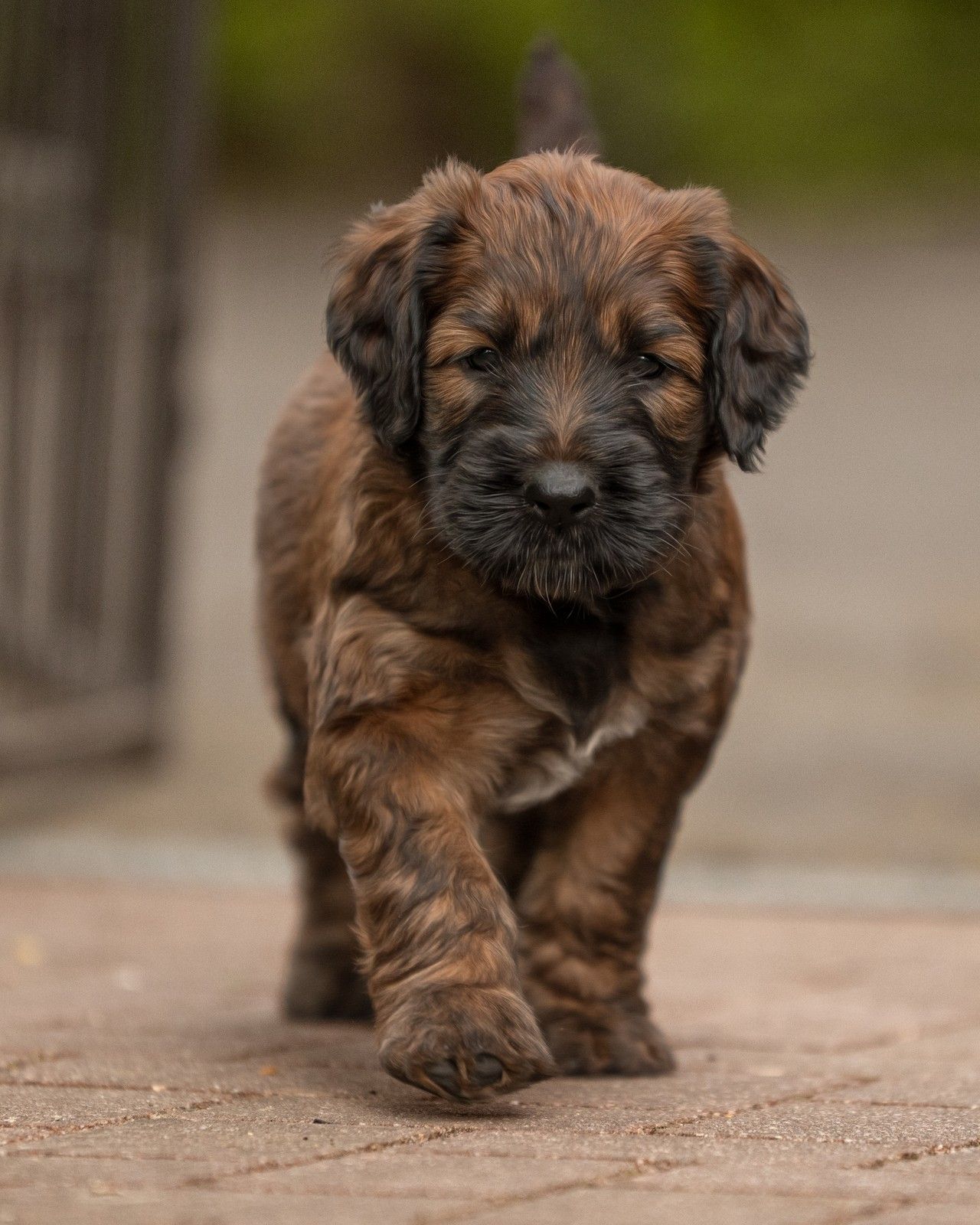 Briard – Welpe läuft auf gepflastertem Weg auf die Kamera zu