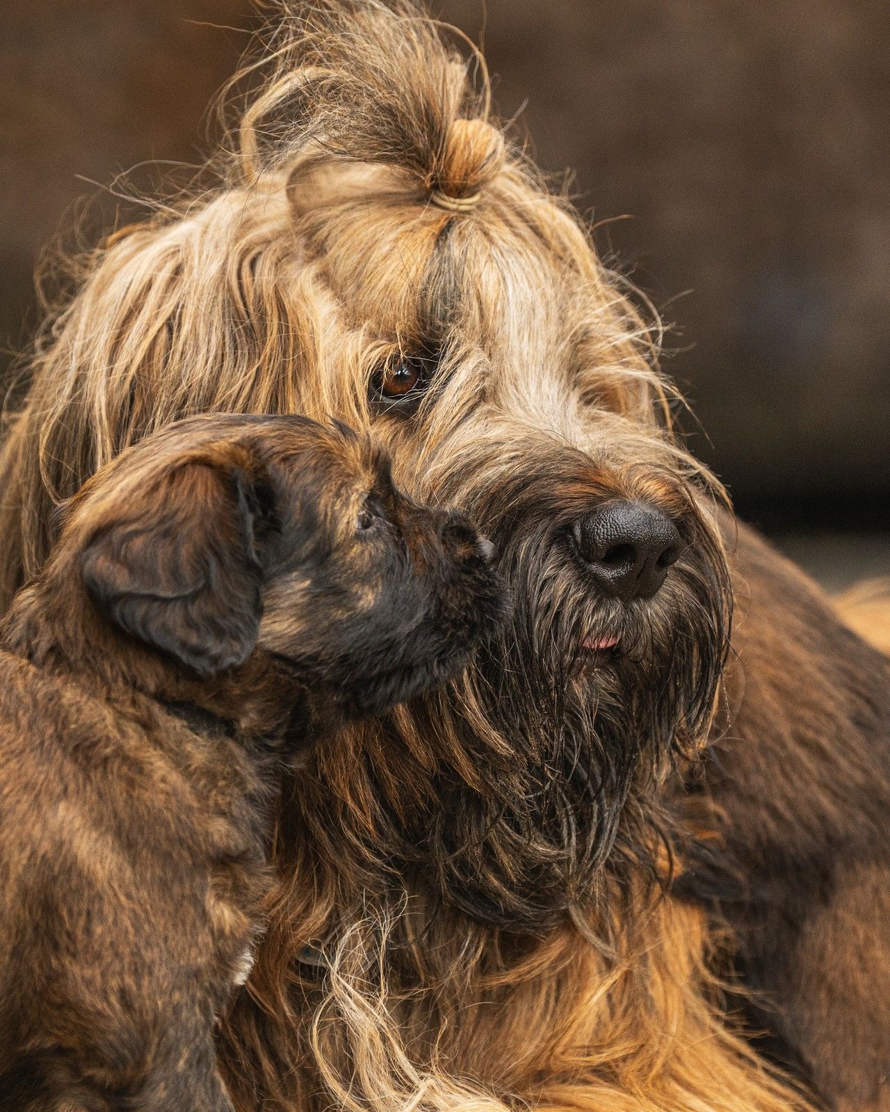 Briard – Welpe schmiegt sich an einen erwachsenen Hund